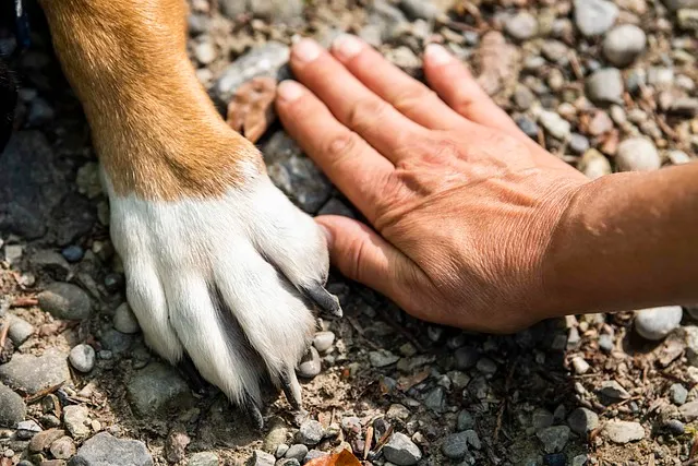 Día Mundial del Perro