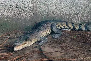 Encuentran un cocodrilo cerca de un jardín de niños en Chachapa