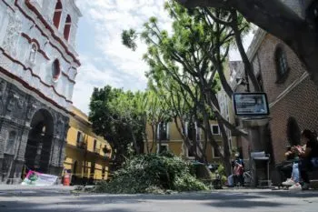Dejó anterior Ayuntamiento de Puebla “tarea” de derribar más de 2 mil 700 árboles a Pepe Chedraui