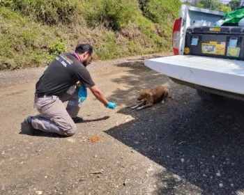 Bienestar Animal continúa con atención a seres sintientes afectados en Xicotepec y Huauchinango