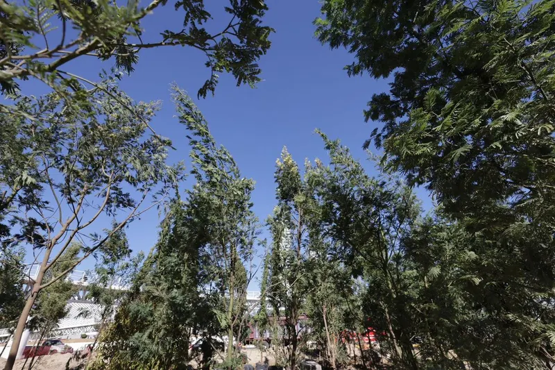 gob-pue-plantacion-arboles-cinturon-verde