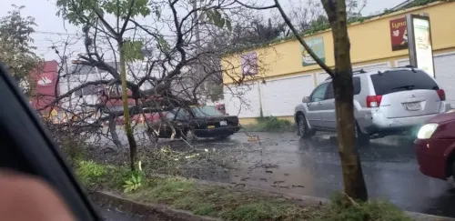 Árbol cae sobre taxi tras la fuerte lluvia en la capital