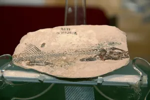 Pez de 90 millones de años es encontrado en Chiapas