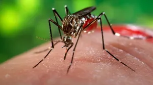 SSEP refuerza medidas para prevenir dengue, zika y chikungunya