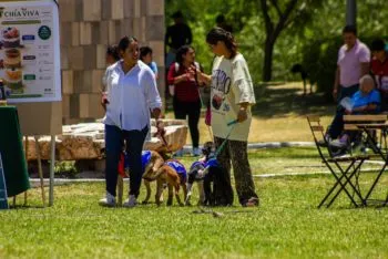 Mascotas en busca de hogar: Puebla realizará segunda edición de Adopta Fest