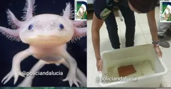 Recuperan en Granada 29 ajolotes mexicanos vendidos ilegalmente; investigan a una persona