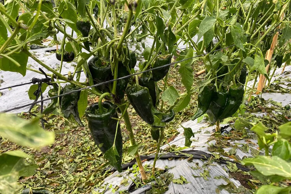 Tras granizada, SDR atiende afectaciones en cultivos en Calpan