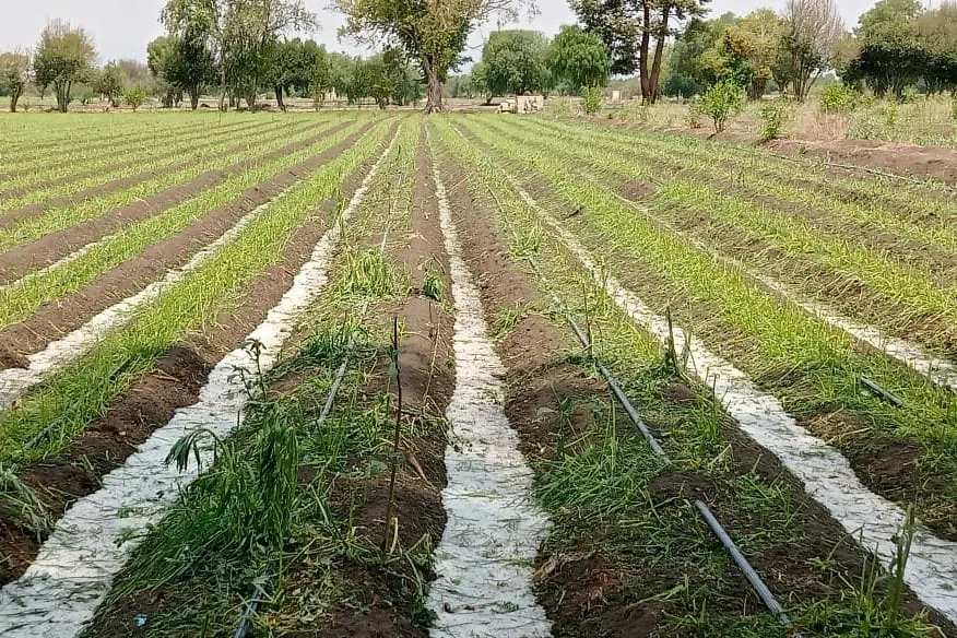 daños por granizo