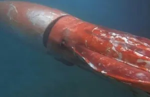 Calamar gigante causa sensación en puerto japonés