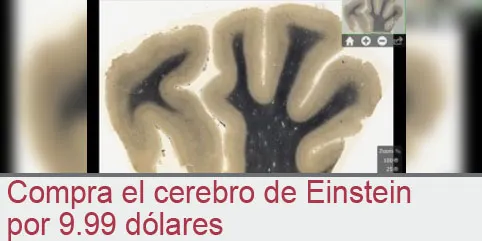 Compra el cerebro de Einstein por 9.99 dólares