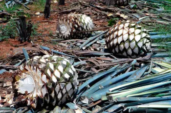La importancia del Día del Tequila, explicado por un académico de la Ibero Puebla