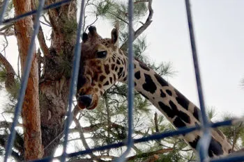 Todo OK con la travesía de Benito rumbo a Africam Safari, llega a Puebla en la madrugada