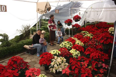 Floristas regresan al centro de Atlixco; amagan con desalojarlos