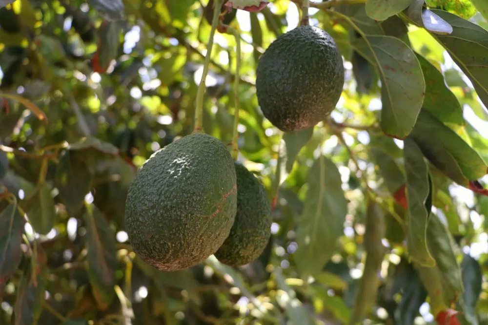 Dará SDR impulso al aguacate poblano para producción y comercialización