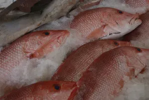 Avanzan operaciones del Mercado de Pescados al 70 por ciento: PAN