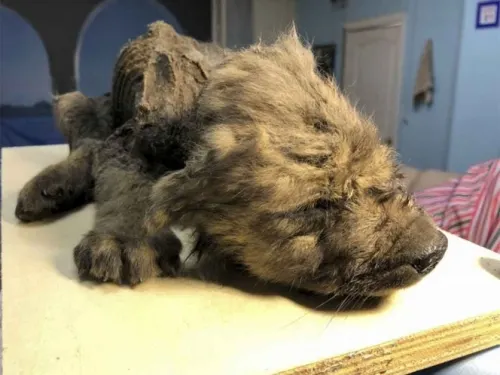 Cachorrito de la prehistoria, tiene unos 18 mil años