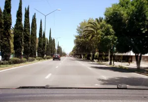 Por cada árbol retirado se plantarán 10, aclara gobierno
