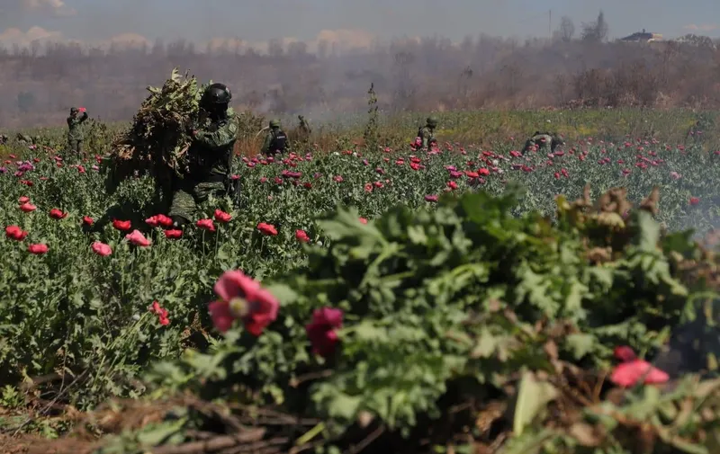 ¿Cómo empezó el narcotráfico en México? Del cultivo de amapola al poder de los cárteles