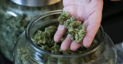 Crecen 40 por ciento ventas de industria de cannabis en EU