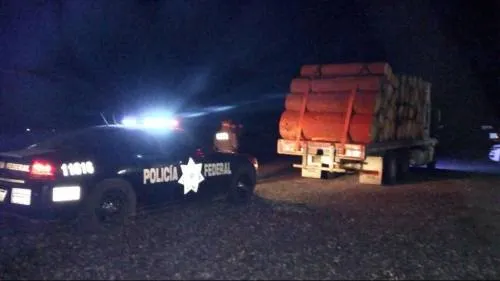 Detienen a tres presuntos taladores, dos reincidentes; asegura Profepa 22 m3 de pino