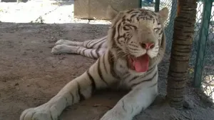 Reubica Profepa especies aseguradas a El Club de los Animalitos