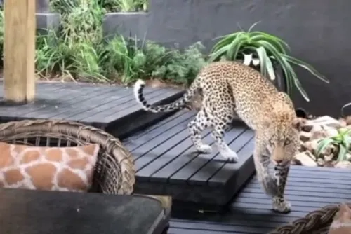 Graban a un leopardo cazando dentro de un restaurante en Sudáfrica