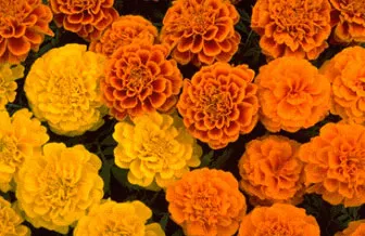 Productores de flor de cempasúchil se instalarán en explanada del Mercado de Sabores