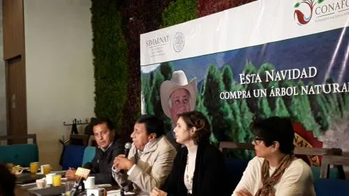 Más de 25 mil árboles navideños confían productores de plantación vender en este año: Conafor