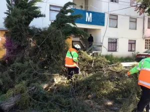 Protección Civil atiende reportes de fuertes vientos en la ciudad