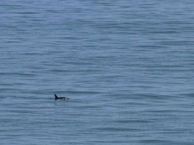 Se reportan nuevos avistamientos de Vaquita Marina