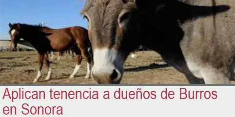 Aplican tenencia a dueños de Burros en Sonora