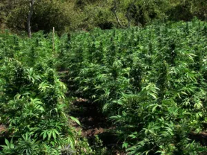Debate sobre la legalización de la mariguana llega al Congreso