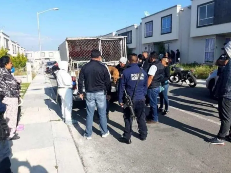 Rescatan a perros que eran maltratados en Tizayuca, Hidalgo