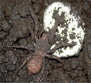 Descubren en México nueva especie de araña