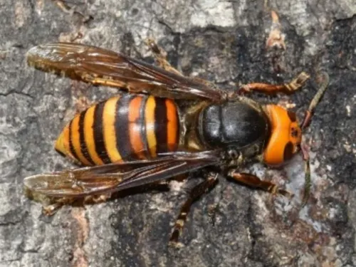 Descartan presencia de avispón gigante asiático en México