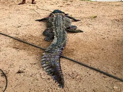 Atrapan cocodrilo de Río que nadaba muy a gusto en Pie de la Cuesta