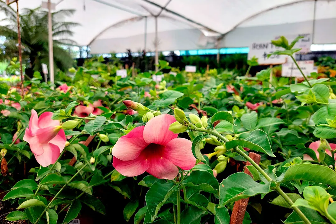 Vivero Atlixco