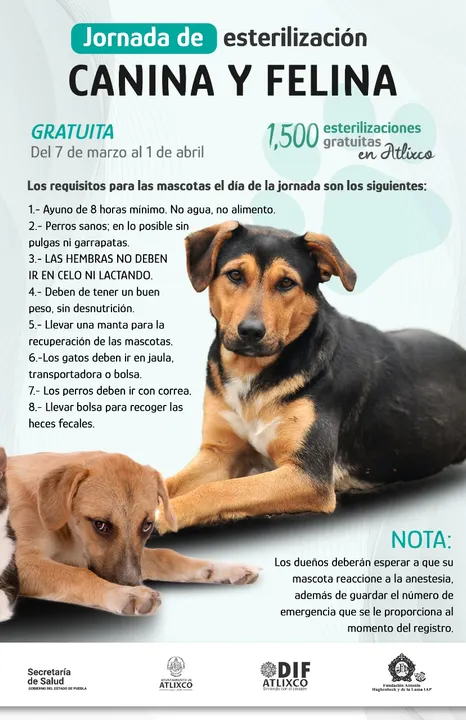 Conoce los requisitos para esterilizar a tus mascotas en las Jornadas de Salud Comunitaria de Atlixco