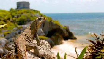 Conoce la riqueza de nuestro ‘México Biocultural’, estreno del Once