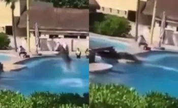 Muere un delfín durante un espectáculo en el hotel Barceló de la Riviera Maya