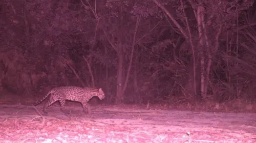 Hallan 10 felinos salvajes en zona selvática de Cancún