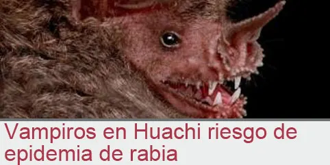 Vampiros en Huachi riesgo de epidemia de rabia