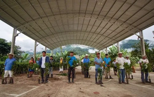 Logra SDR donación de Starbucks de 111 mil plantas de café