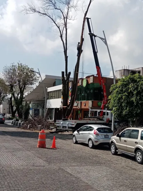 Árboles talados en Avenida Juárez presentaban riesgo de desplome: Ayuntamiento de Puebla
