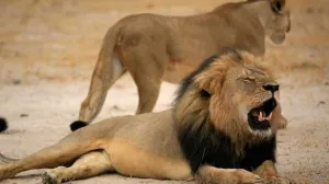 Cazadores furtivos matan a Jericó, hermano del león Cecil