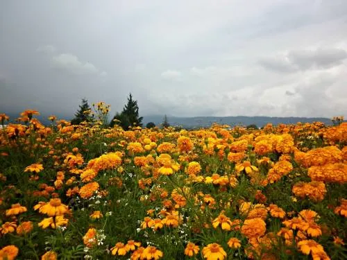 Derrama económica de 51.8 mdp por venta de flores en Día de Muertos: Sagarpa
