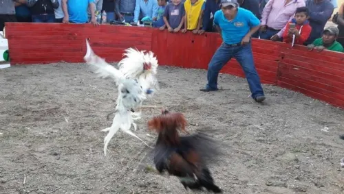 Alcalde de municipio en Hidalgo declara “Patrimonio Cultural” a las peleas de gallos