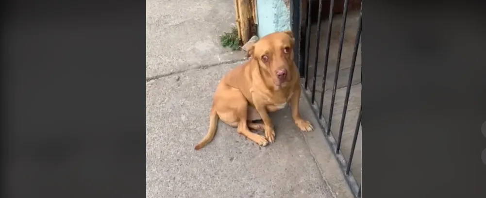 Perrito regañado