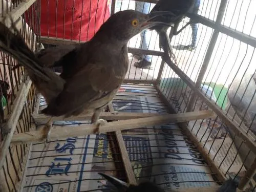 Decomisa Profepa 16 ejemplares de  fauna silvestre en Acatlán de Osorio