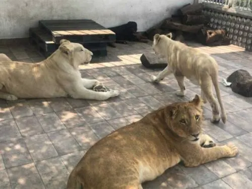 Se llevan a leones de azotea en Viaducto Piedad